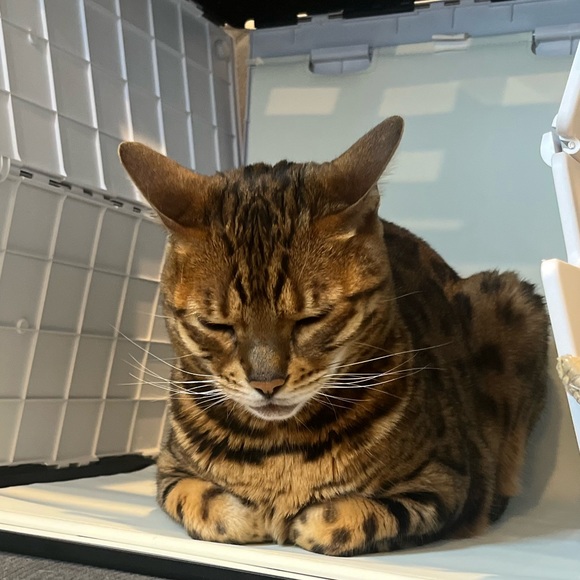 Meet Moe & Joey; @Leiaslounge’s cats - Picture 3 of 3